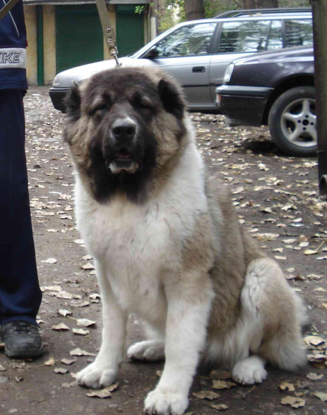 balua.jpg