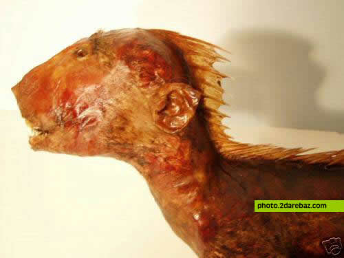 unknown_animal_3.jpg