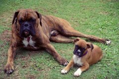 Pennsylvania_Boxer.jpg