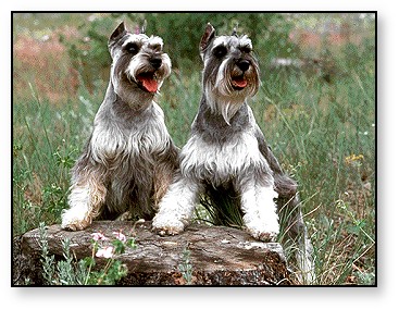 miniature_schnauzer.jpg