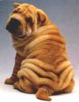 shar_pei.jpg