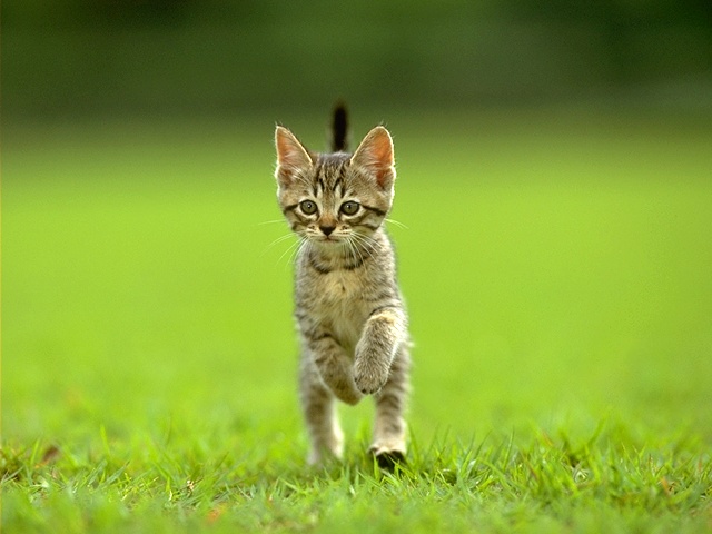 cat_04.jpg