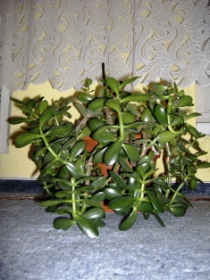DSCF0079.JPG