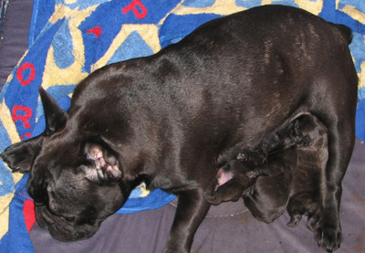 puppies5.jpg