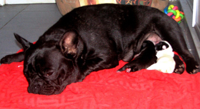 puppies4.jpg
