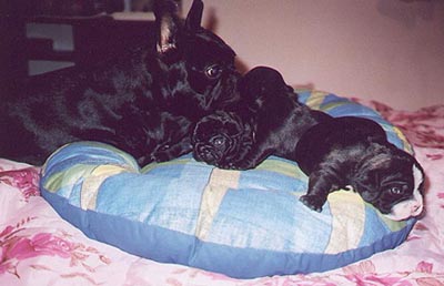 Dezy_pup2.jpg