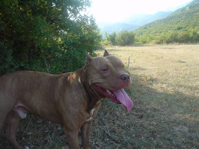 buchikilo.JPG