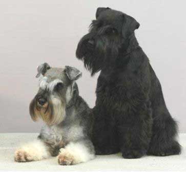 schnauzer_miniature_01a.jpg