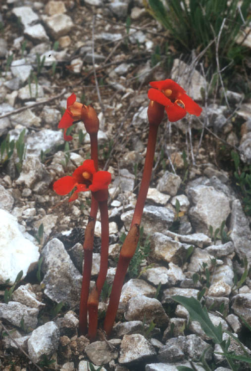Diphelypaea_coccinea.jpg