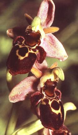 ophrys.jpg