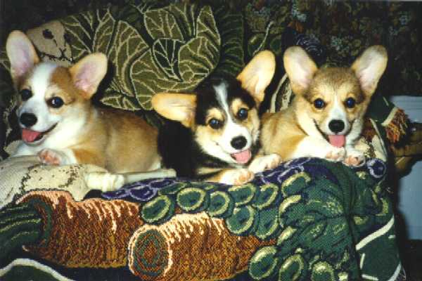 Pups.jpg
