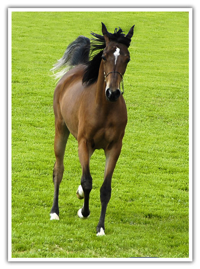 Arabian_Horse1.jpg