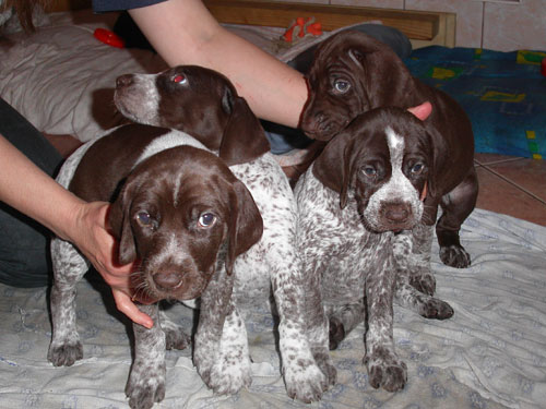 puppy2.jpg