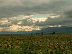 nature.jpg