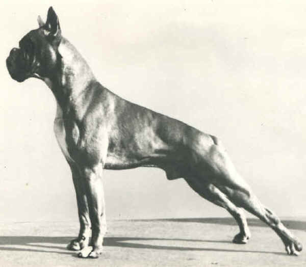 boxer1.JPG