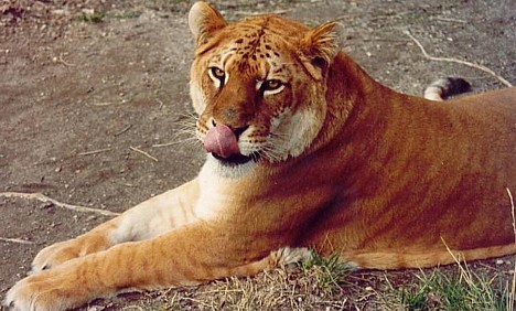 tigon.jpg