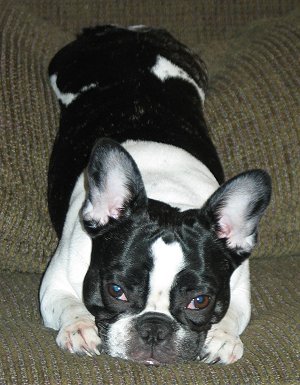 FrenchBulldogMoxie.jpg