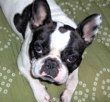 french_bulldog_0034.jpg