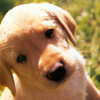 Labrador_Puppy.jpg