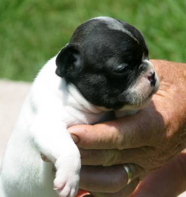 frenchy_pup.jpg