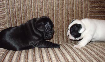 pup110206_1.jpg