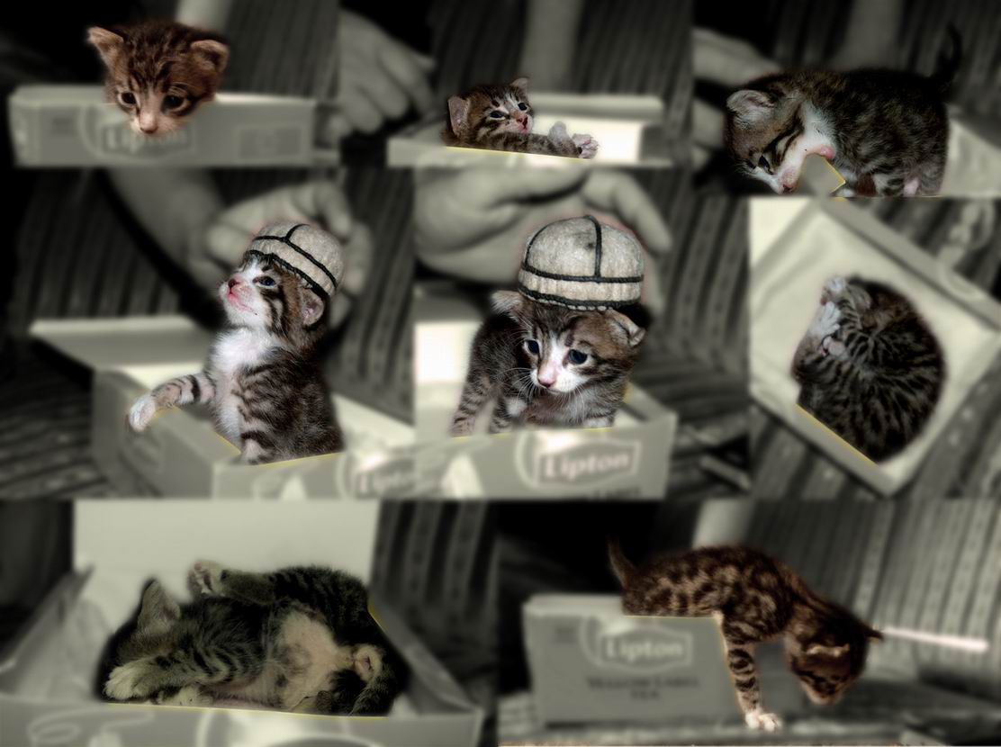 Resize_of_obola.jpg