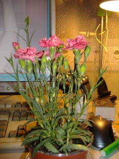 DSCF0001.JPG