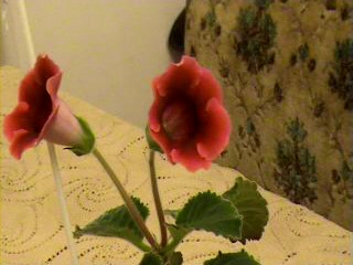 Video_4.avi_000030200.jpg