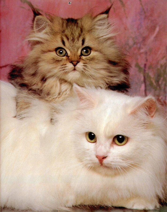 Cat_Pictures_3.jpg