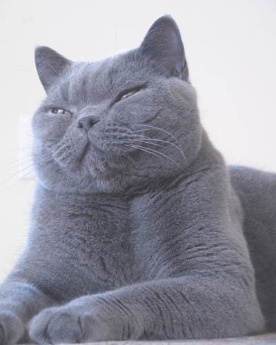 Blue1.jpg