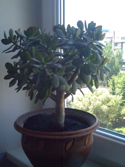 Picture_06873546.jpg