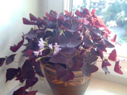 Picture_7771.jpg