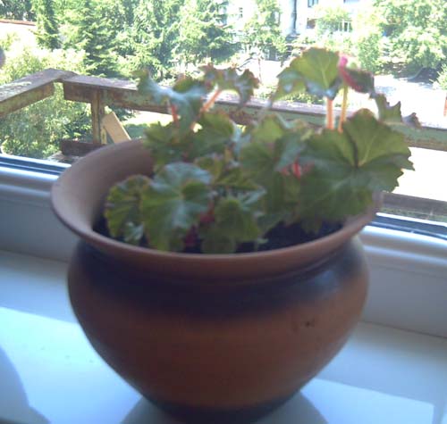Picture_064zx.jpg