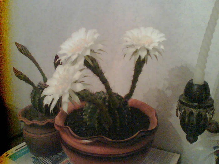 Image_128_.gif