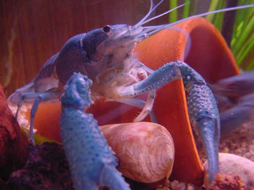 BlueCrayfish.jpg