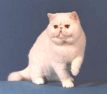 Exotic_white_1_.jpg