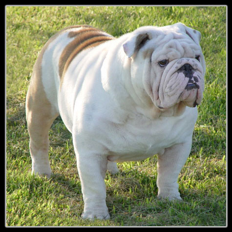 Champion_English_Bulldog_Ch.jpg