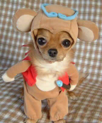 funnydogcostumes.jpg