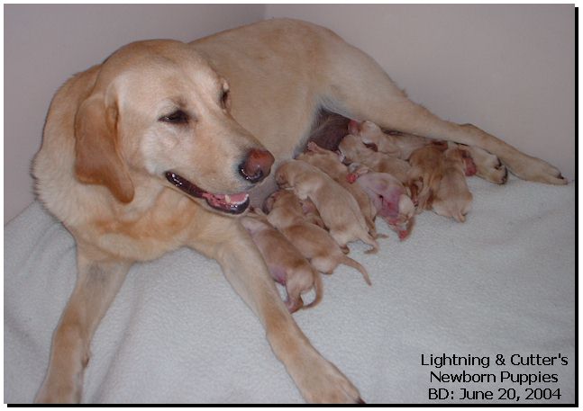 puppies.jpg