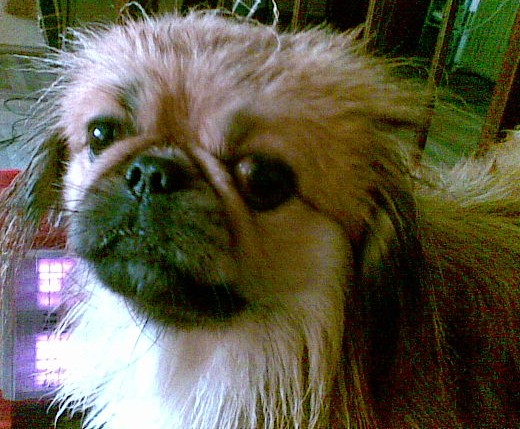 chupachua.jpg
