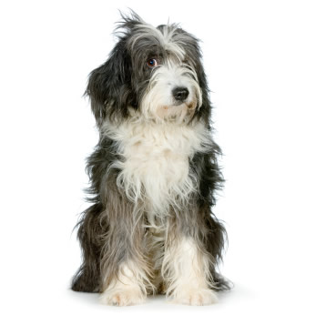 bobtail.jpg