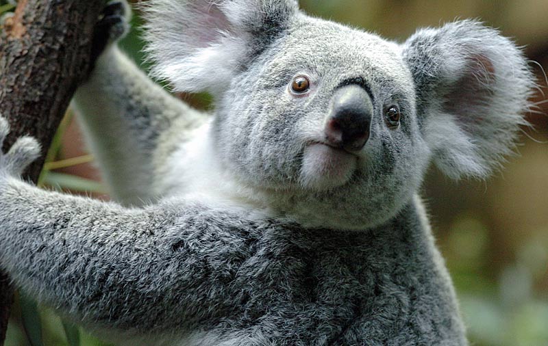 070227_duisburg_koala2_g.jpg