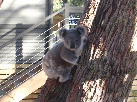 koala_bear.jpg