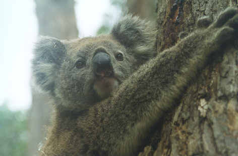 koala2.jpg
