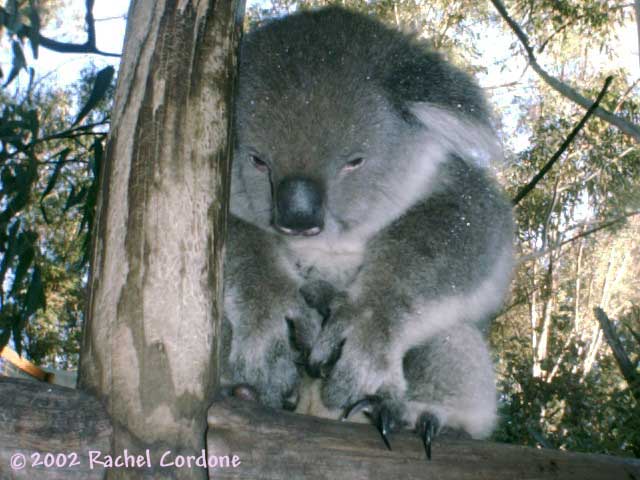 Koala.jpg