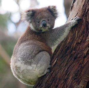 300px_Koala_climbing_tree.jpg