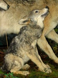 200px_Grey_Wolf_7.jpg