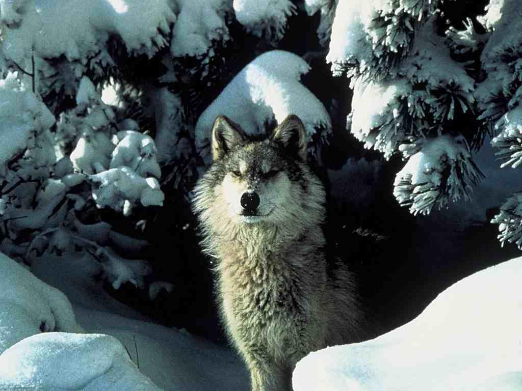 wolf_winter_1024x768.jpg