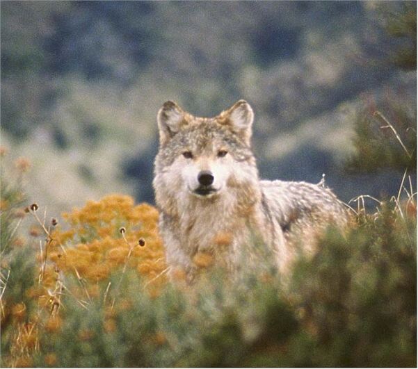 wolf8.jpg