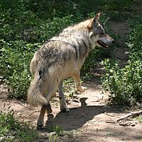 200px_Mexican_Wolf_running.jpg
